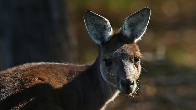 Kangaroo mobs