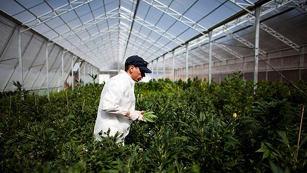 This is a photo of weed grower.
