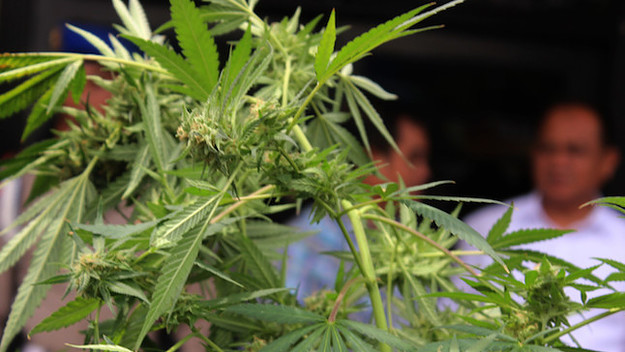 This is a picture of marijuana.