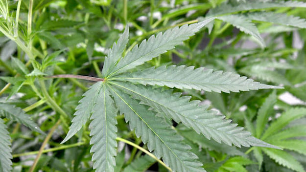 This is a picture of a cannabis plant.