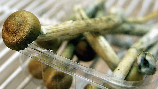 Magic mushrooms.