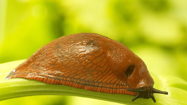 Garden slug.