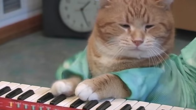 Keyboard Cat Bento 2