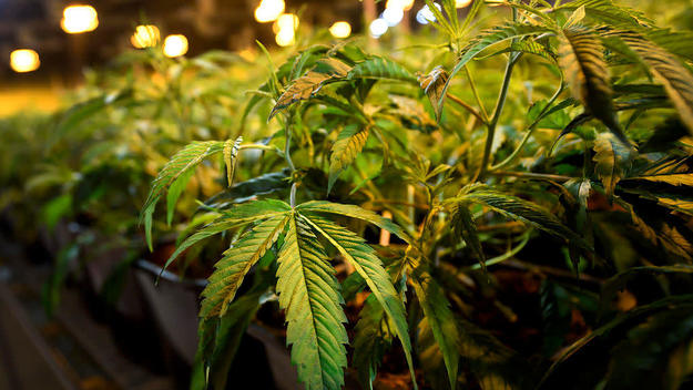 cannabis plant