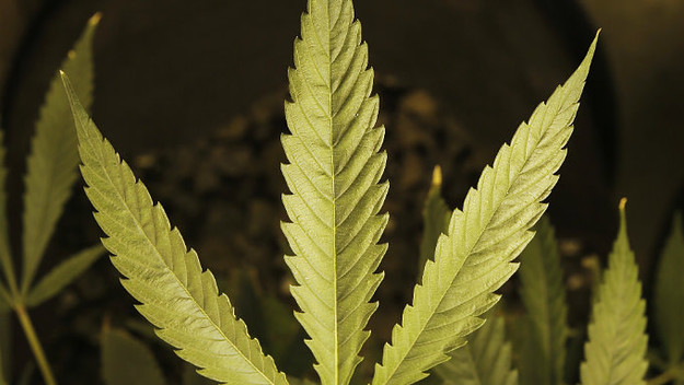 marijuana