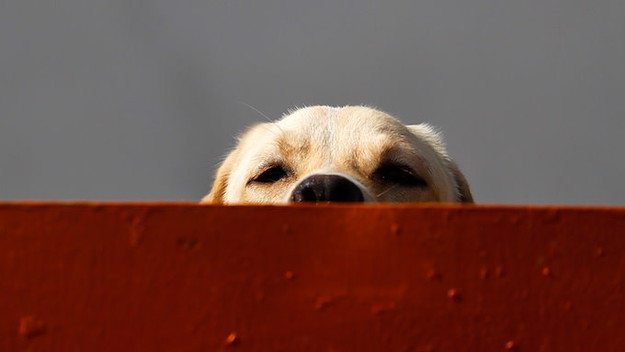 Dog behind wall