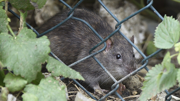 Rat