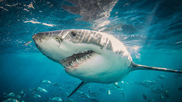 shark