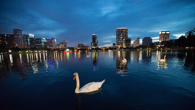 Swans in Lake Eola in Orlando, FL