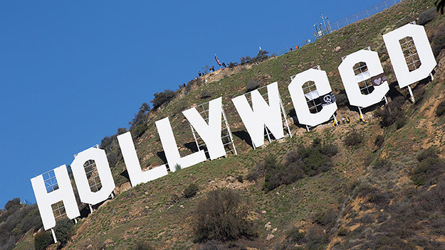 This is a photo of Hollyweed.
