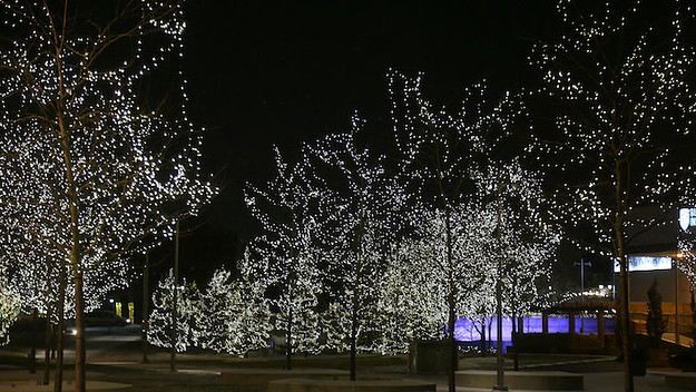 Trees decorated with lights