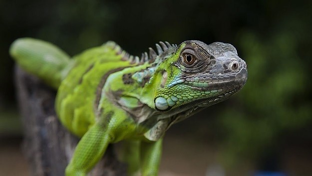 A iguana