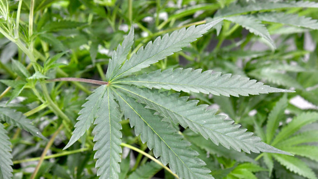 Marijuana plants