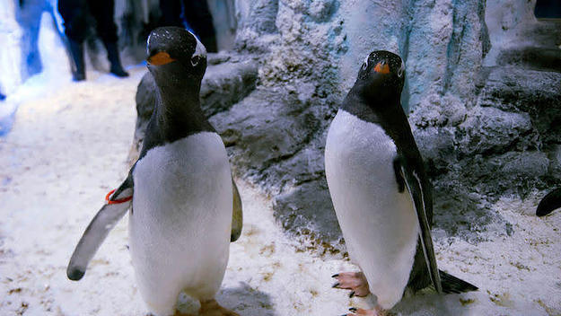 Penguins