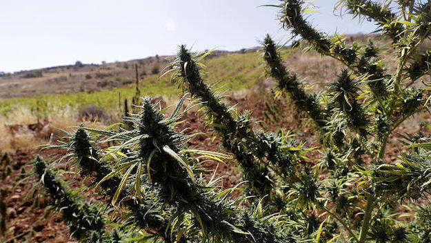 Cannabis field Lebanon