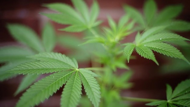 Weed