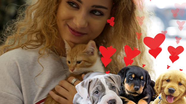 Don't Believe the Hype: Kittens Vs. Puppies.