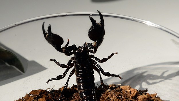 Emperor Scorpion