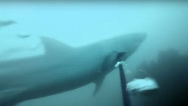 gopro shark footage