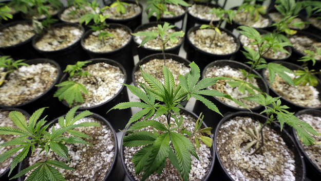 marijuana