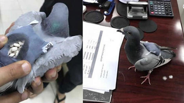 A pigeon gets busted trying to smuggle ketamine in a tiny backpack.