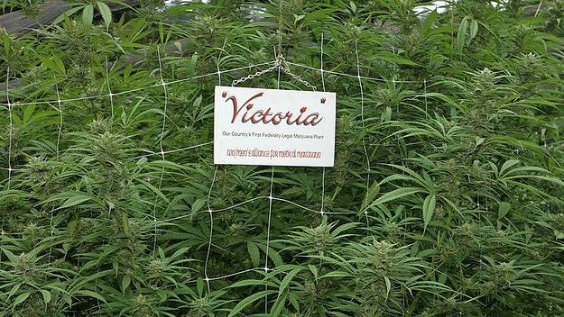 Victoria has finally issued it's first legal permit to a medinal weed grower
