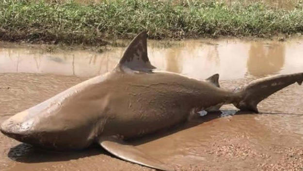 A five foot long bull shark that was thrown onto Australia's mainland by Cyclone Debbie.