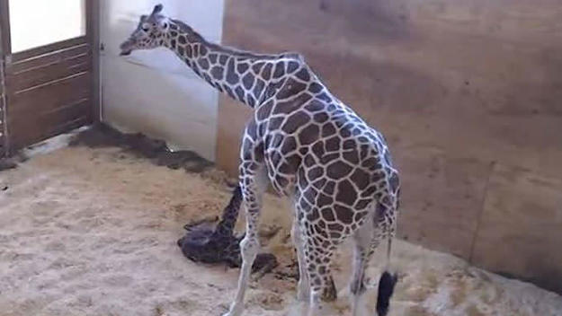 april the giraffe