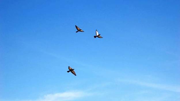 birds