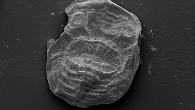 saccorhytus coronarious