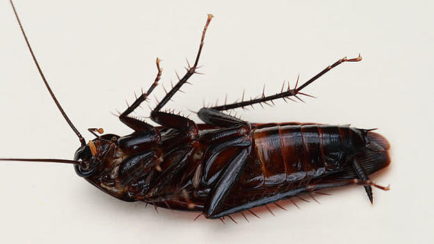 A cockroach sleeping/probably dead.