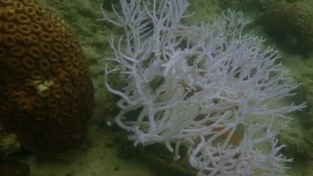 Great Barrier Reef becoming increasingly not great