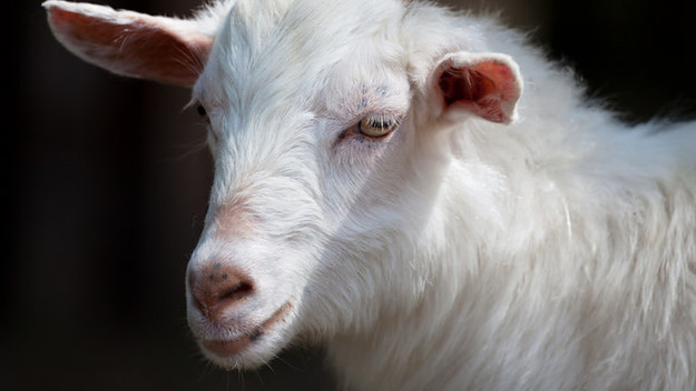GOAT