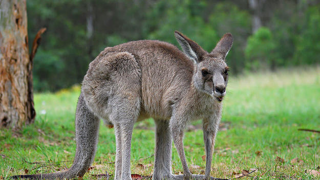 Red Kangaroo