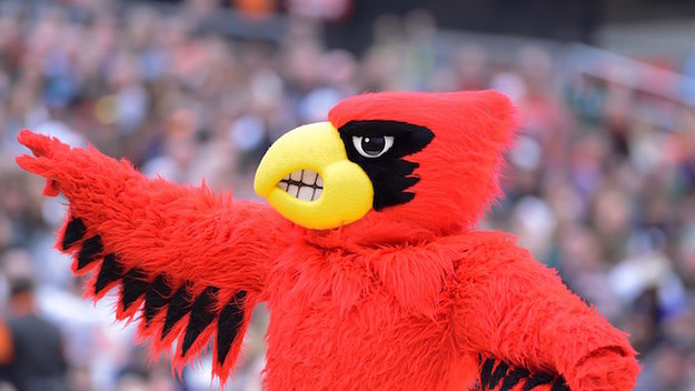 Louisville Cardinals mascot.
