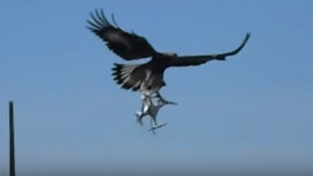 Eagle attacking a drone