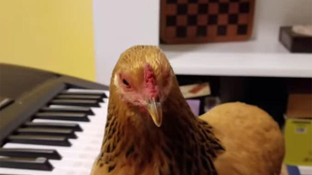 Jokgu the chicken avoids being eaten by playing the piano.