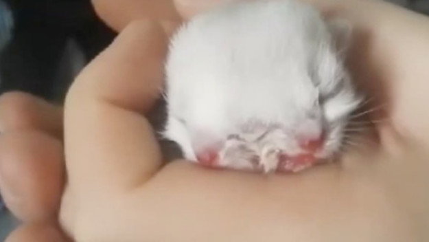 Mutant kitten