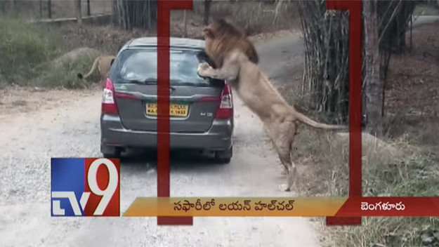 Lion attacks car at safari