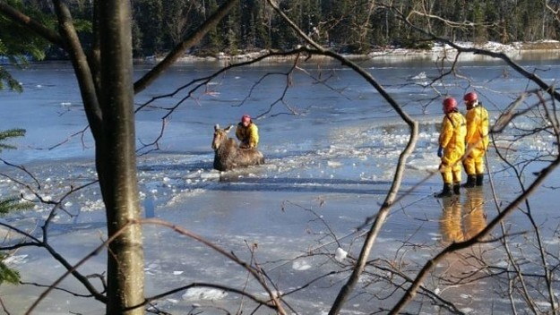 frozen moose