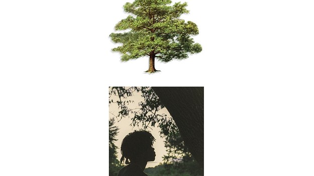 trapo shade trees cover