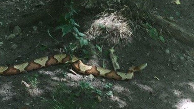 snake