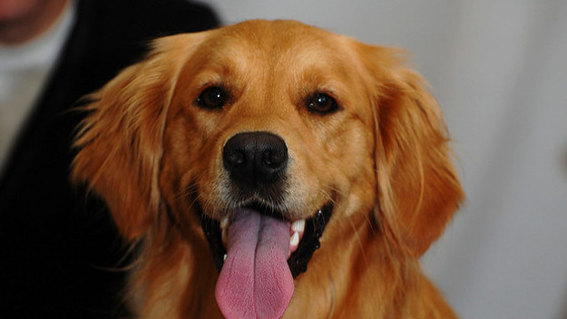 Golden Retriever