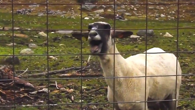 skrillex goat