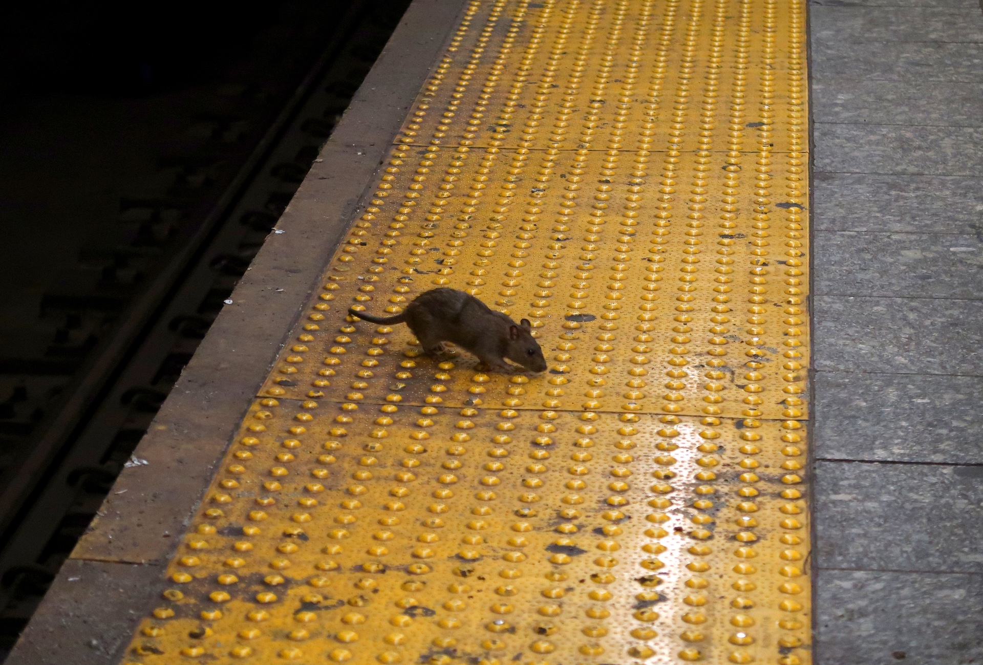 rat in nyc