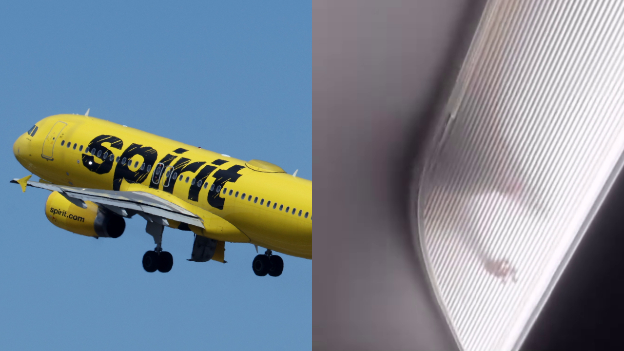 Split image. Left: Spirit Airlines plane. Right: Rat behind glass panel on plane.