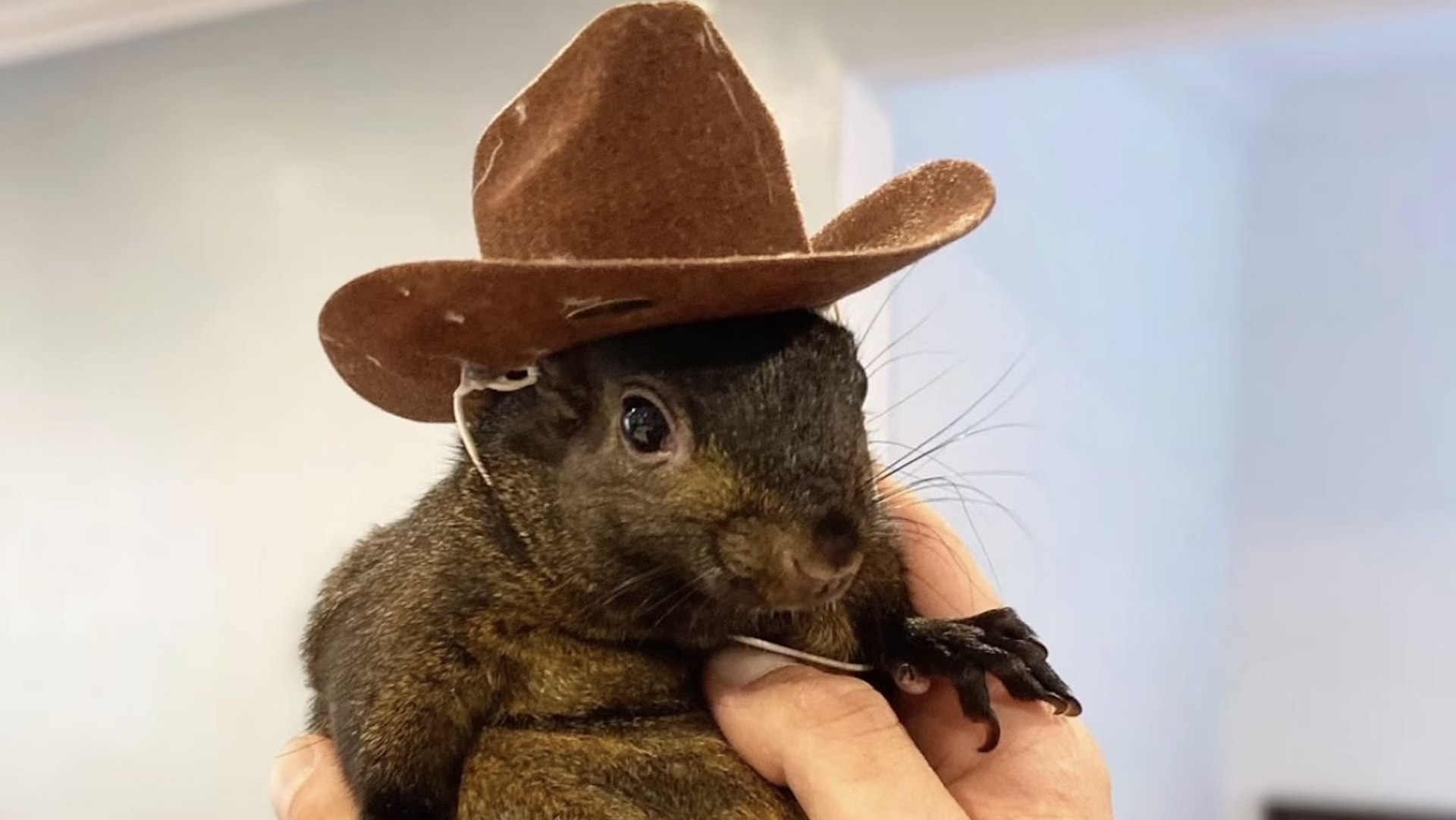 Peanut the Squirrel