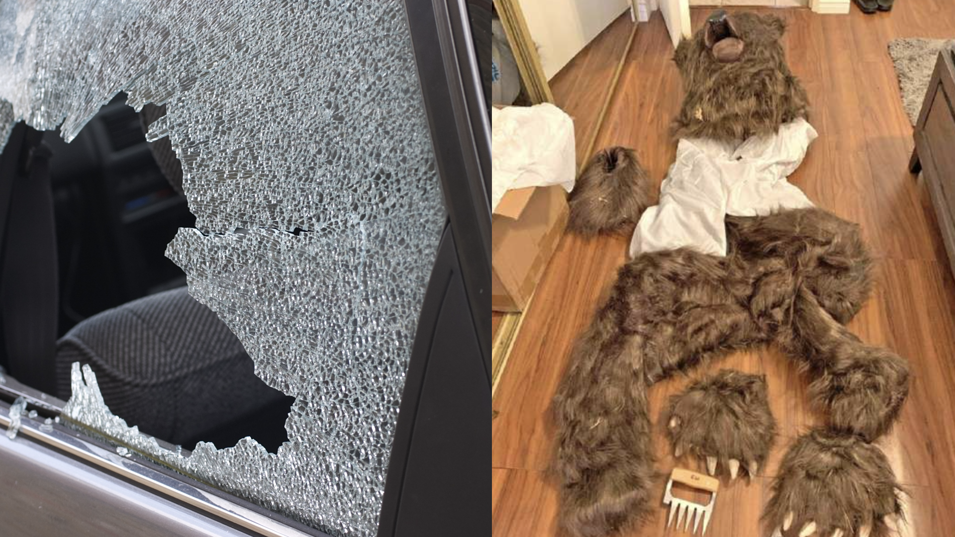 Car break-in/bear costume