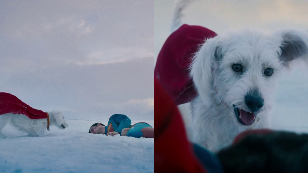 Krypto, a small white dog with a red cape, approaches Superman lying in the snow. Close-up of the dog looking excited.