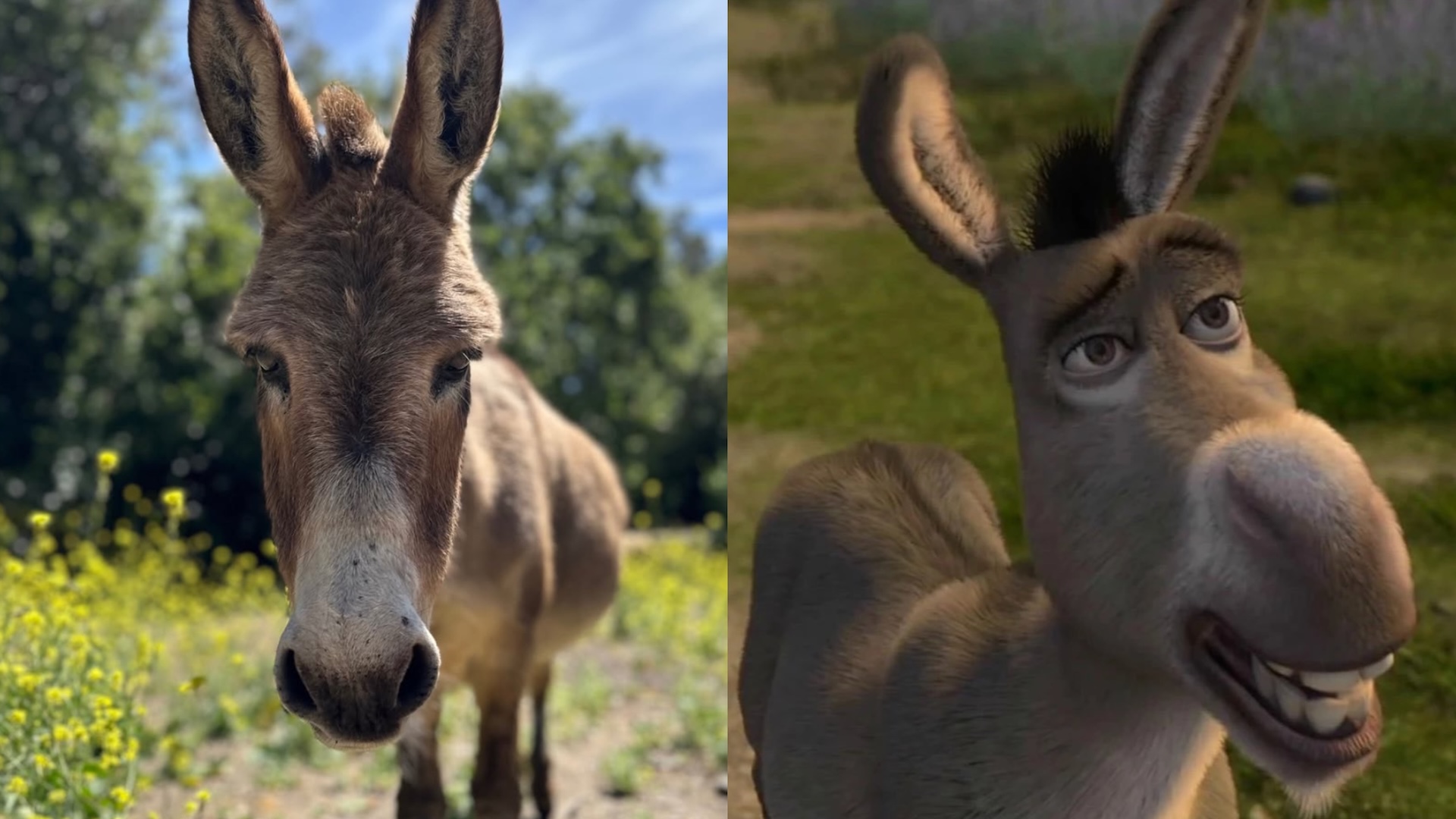Perry and Donkey from 'Shrek'